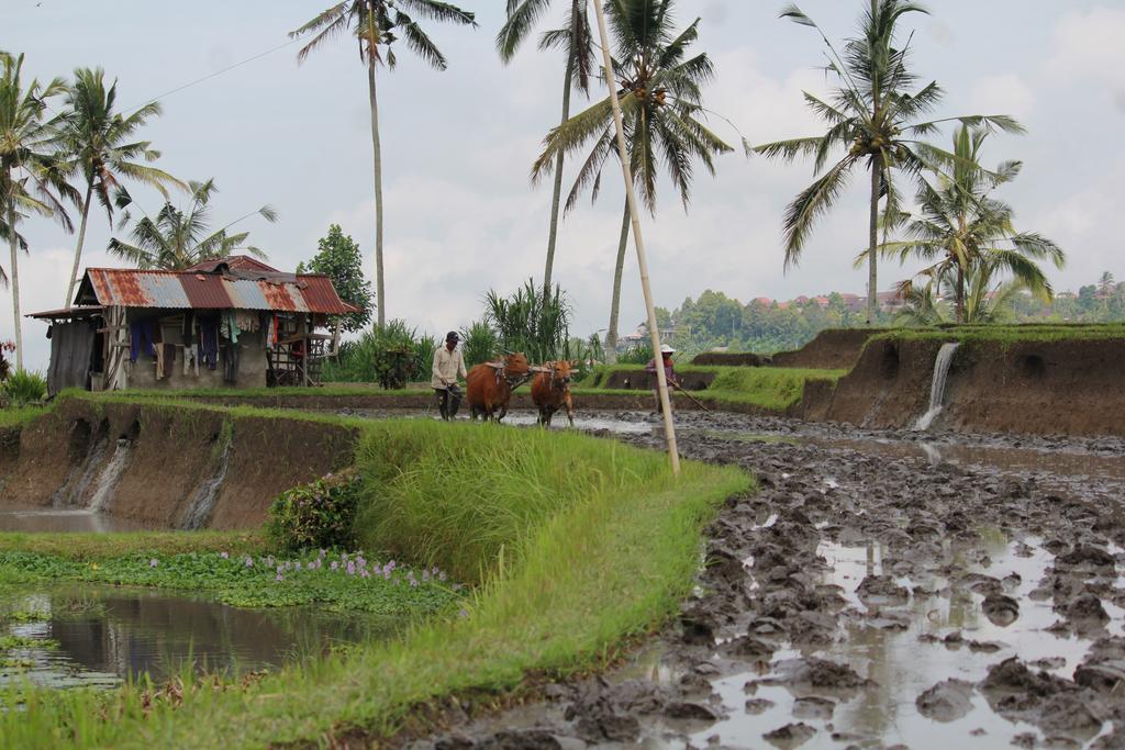 Melanting Cottages Munduk Esterno foto